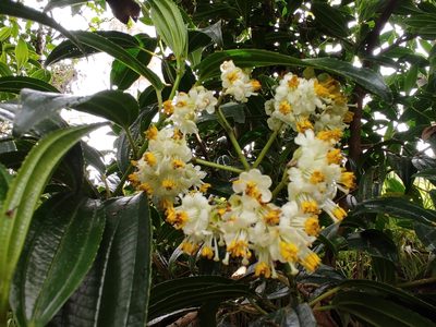 Miconia crocea, photographed by sandy-espinozaf