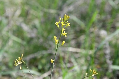 Sisymbrium polymorphum, photographed by Иван Ковтун Ivan Kovtun