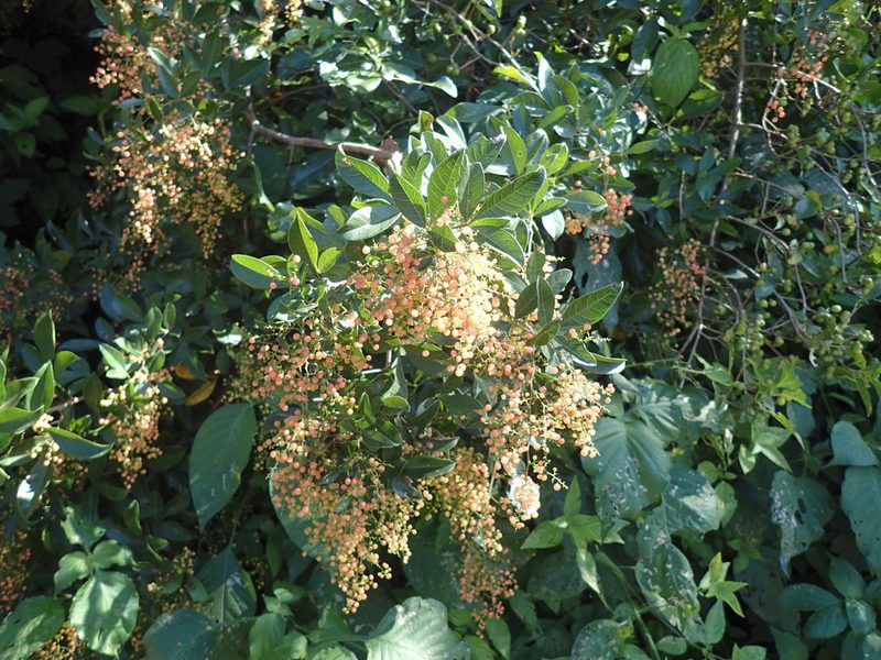 Searsia pyroides, photographed by Mahomed Desai