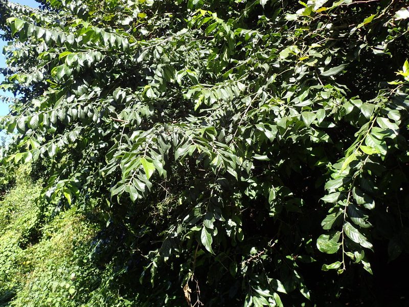 Turraea floribunda, photographed by Mahomed Desai