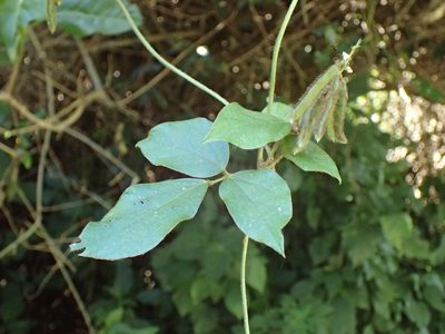 Neonotonia wightii, photographed by Mahomed Desai