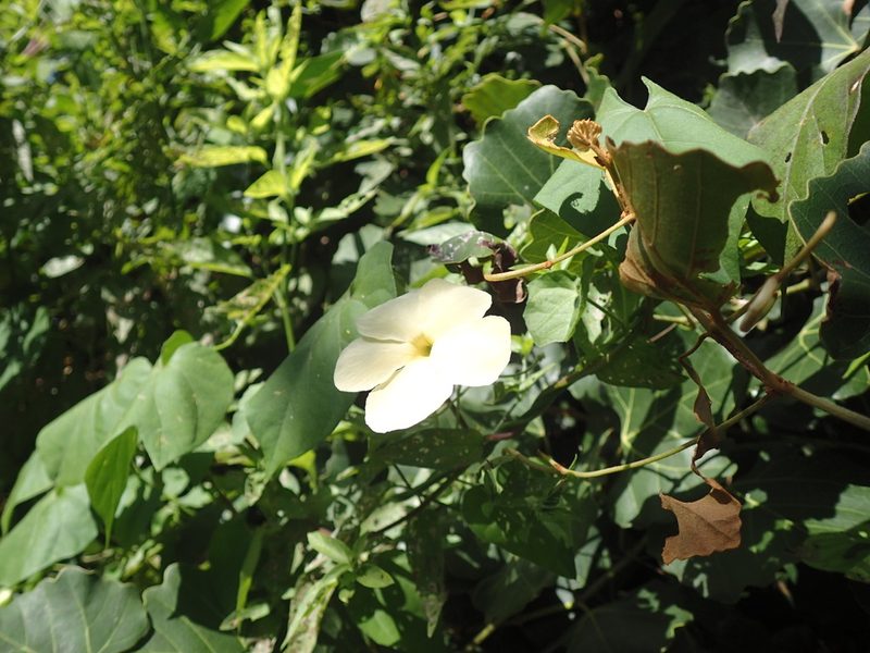 Thunbergia dregeana, photographed by Mahomed Desai