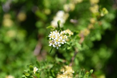 Spiraea hypericifolia, photographed by Иван Ковтун Ivan Kovtun