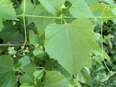 Ampelopsis cordata, photographed by Northcut