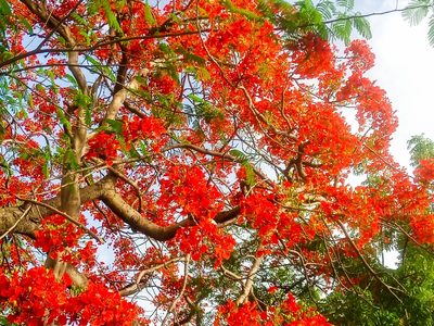 Delonix regia, photographed by Lucky Okpanachi Atabo