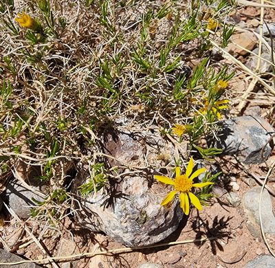 Thymophylla acerosa, photographed by Lyrae