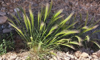 Hordeum jubatum, photographed by Lyrae