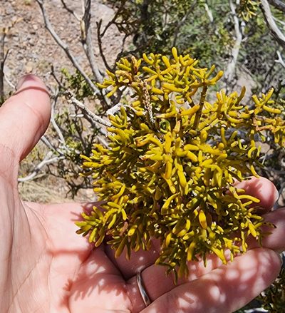 Phoradendron hawksworthii, photographed by Lyrae