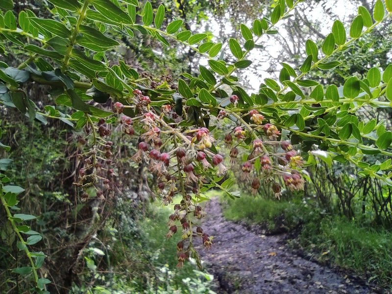 Coriaria ruscifolia, photographed by sandy-espinozaf