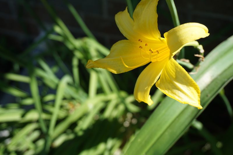 Hemerocallis lilioasphodelus, photographed by Robert Creech