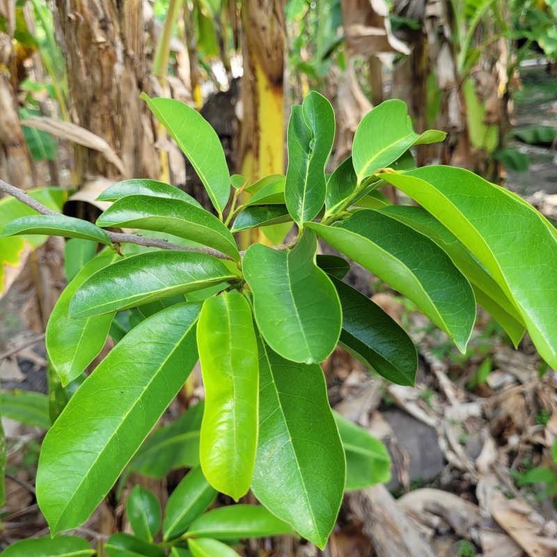 Annona muricata, photographed by Maria Janeiro