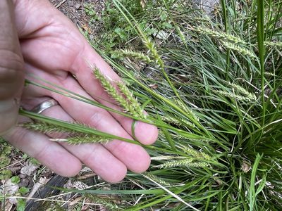 Carex cherokeensis, photographed by Eli Dickerson