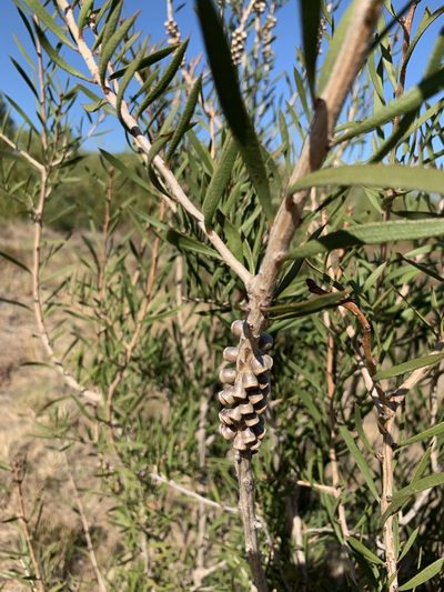 Melaleuca rugulosa, photographed by Dave Richardson