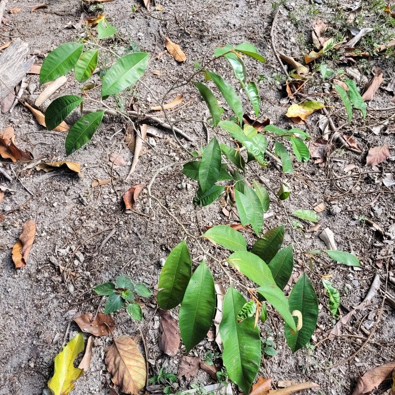 Chrysophyllum cainito, photographed by Maria Janeiro