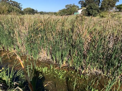 Typha capensis, photographed by Dave Richardson