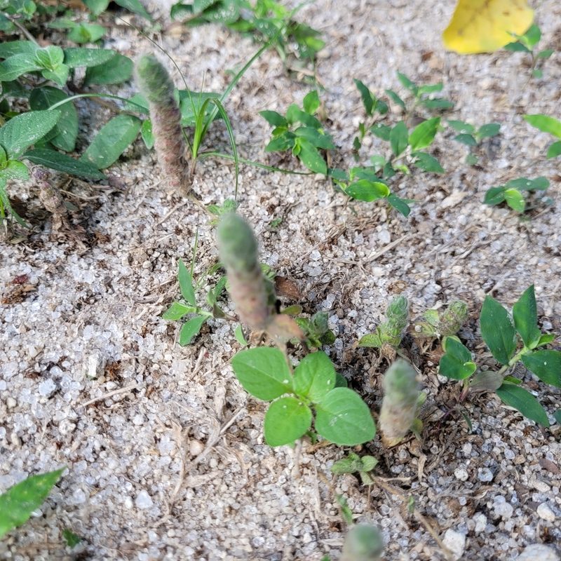 Nelsonia canescens, photographed by Maria Janeiro