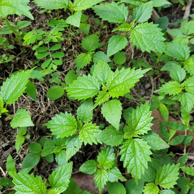 Laportea aestuans, photographed by Maria Janeiro