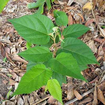 Guazuma ulmifolia, photographed by Maria Janeiro