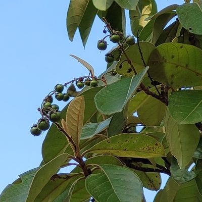 Byrsonima crassifolia, photographed by Maria Janeiro