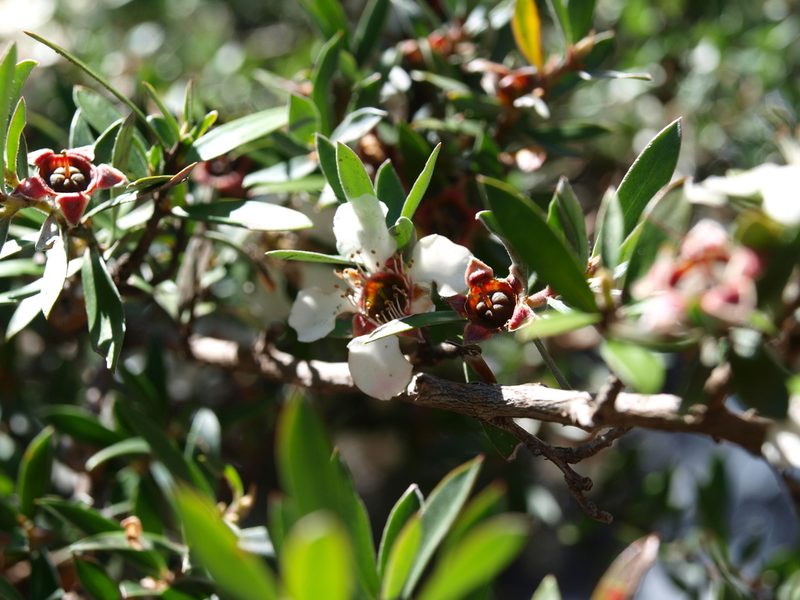 Leptospermum grandifolium, photographed by ianrainbow