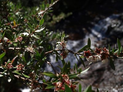 Leptospermum grandifolium, photographed by ianrainbow