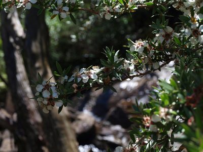 Leptospermum grandifolium, photographed by ianrainbow