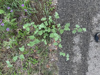 Abutilon fruticosum, photographed by Casey Cowan