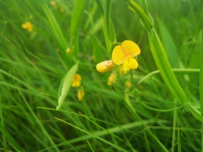 Lathyrus annuus, photographed by Yann Geshors