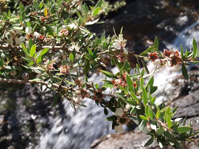 Leptospermum grandifolium, photographed by ianrainbow