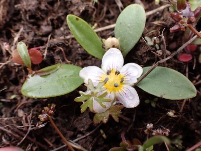 Hesperochiron pumilus, photographed by John Brew