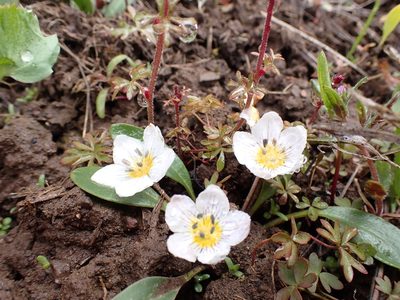 Hesperochiron pumilus, photographed by John Brew