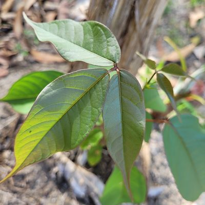 Bursera simaruba, photographed by Maria Janeiro