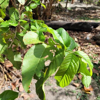 Psidium guajava, photographed by Maria Janeiro