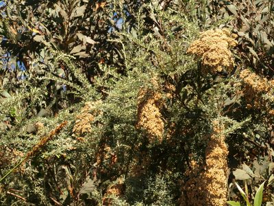 Ozothamnus secundiflorus, photographed by ianrainbow