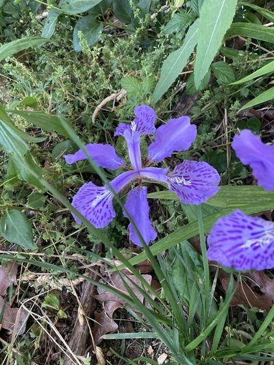 Iris tectorum, photographed by Heather DeGaetano
