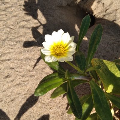 Gazania rigens, photographed by Rosemary Harrison