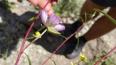 Clarkia bottae, photographed by velodrome