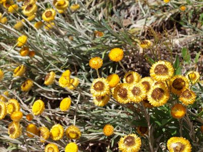 Coronidium monticola, photographed by ianrainbow