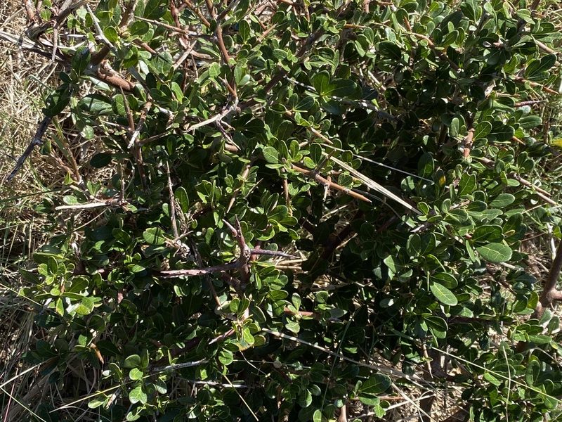 Searsia pterota, photographed by Christina