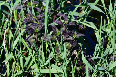 Mentha aquatica, photographed by Иван Ковтун Ivan Kovtun