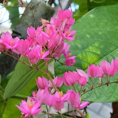 Antigonon leptopus, photographed by Maria Janeiro