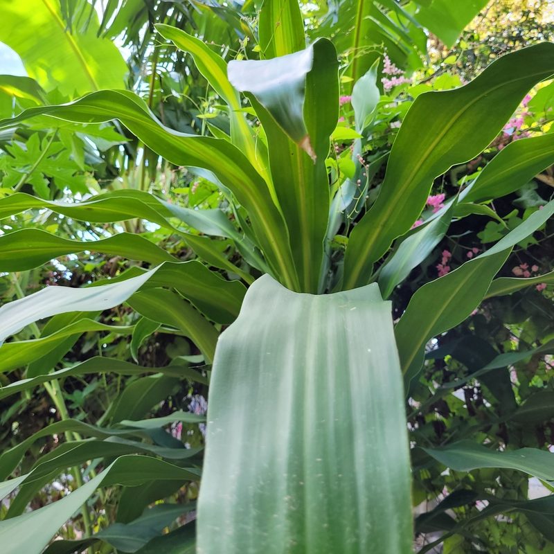 Dracaena fragrans, photographed by Maria Janeiro