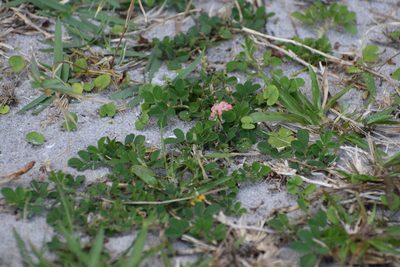 Indigofera spicata, photographed by Neli Kanonerova