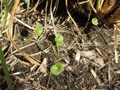 Hydrocotyle bonariensis, photographed by Eduardo Luis Beltrocco