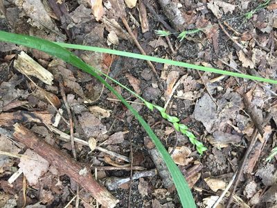 Carex laxiflora, photographed by Reuven Martin