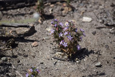 Navarretia hamata, photographed by velodrome
