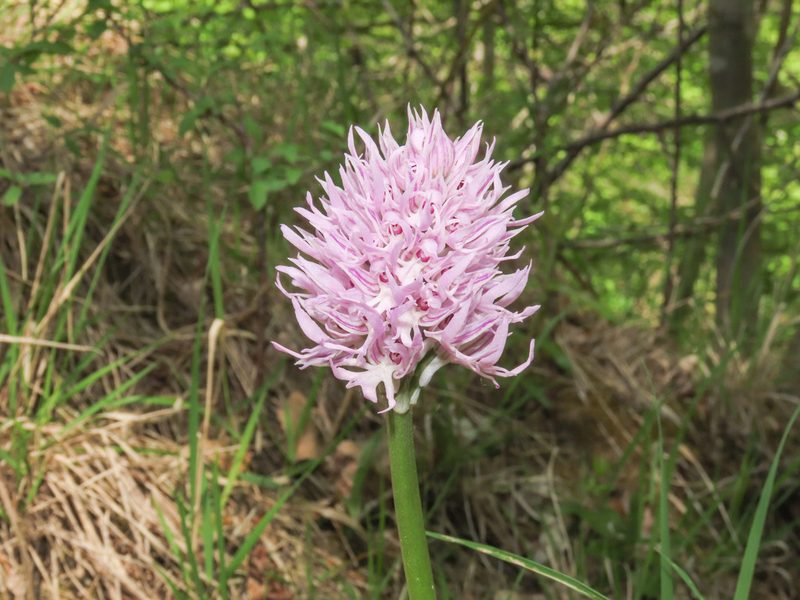 Orchis italica, photographed by Emanuele Santarelli