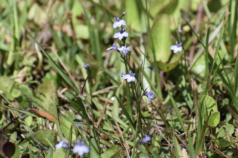 Lobelia feayana, photographed by Neli Kanonerova