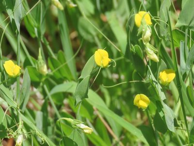 Lathyrus aphaca, photographed by Emanuele Santarelli