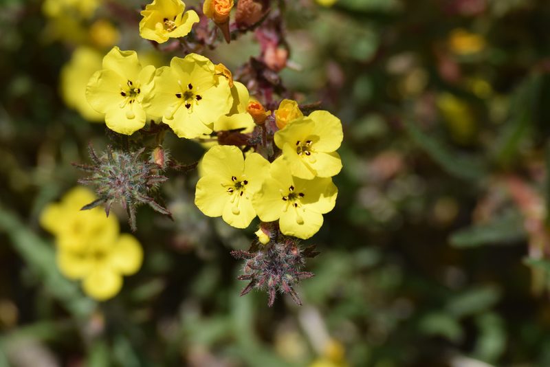 Camissoniopsis bistorta, photographed by velodrome